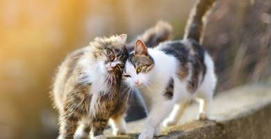 L'accueil d'un second chat : 5 conseils pour faire cohabiter deux chats