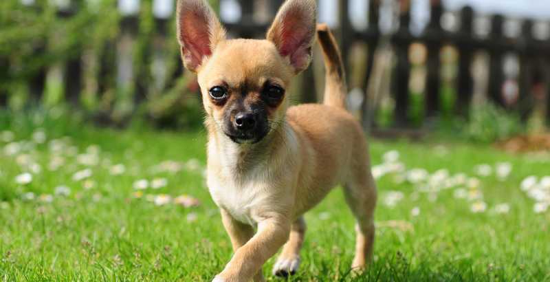 Caratteristiche e abilità del Chihuahua