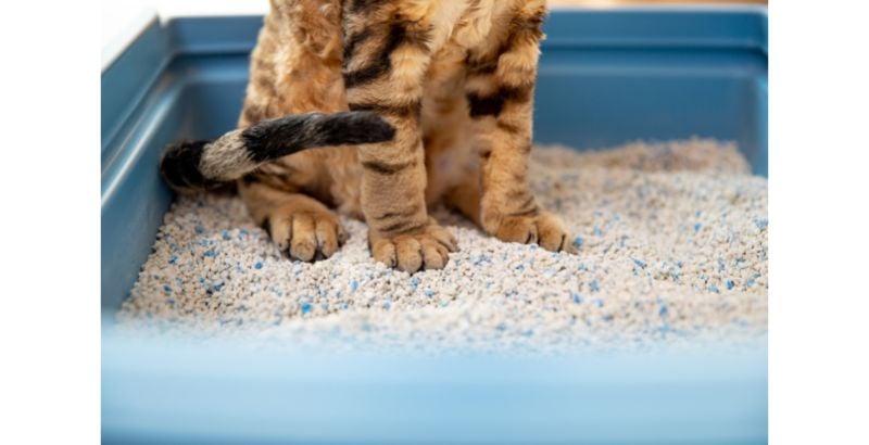 Chat dans une liti&egrave;re
