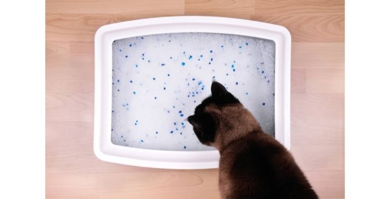Quelles liti&egrave;res v&eacute;g&eacute;tales pour mon chat ?