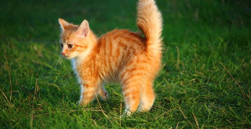 Comment aider votre chat handicap&eacute;&nbsp;?