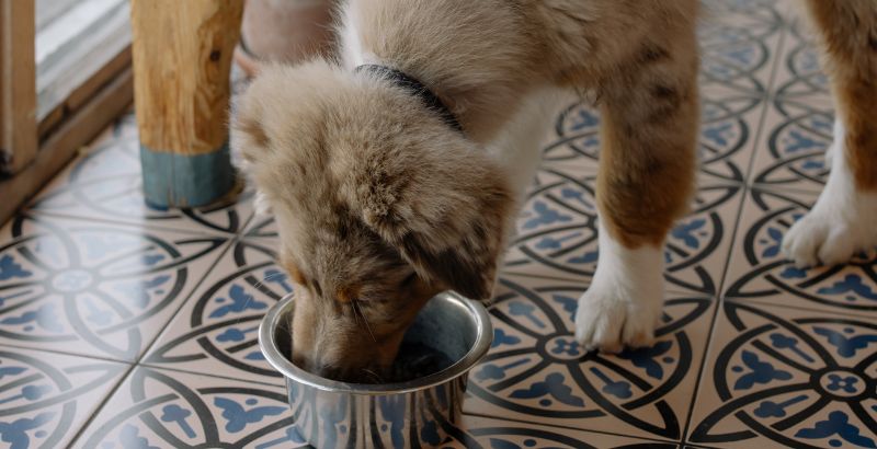 En combien de repas par jour faut-il nourrir votre chien ?