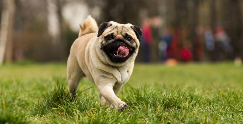 Votre chien reconnait-il sa m&egrave;re plusieurs ann&eacute;es apr&egrave;s l&rsquo;avoir quitt&eacute;e&nbsp;?