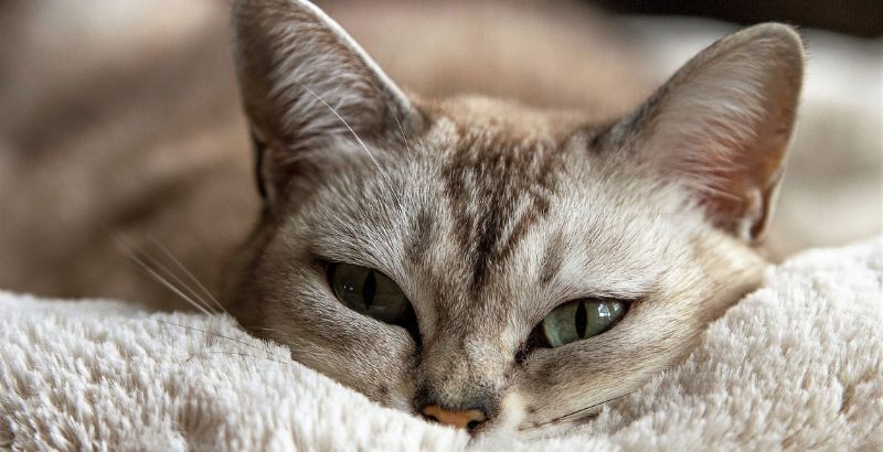 Comment se fait le diagnostic d’une insuffisance hépatique chez le chat ?