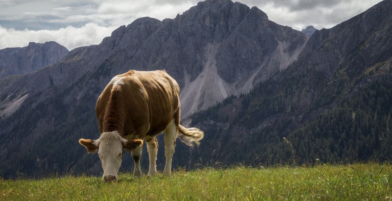 Quelles sont les causes de l’acidose chez les vaches ?