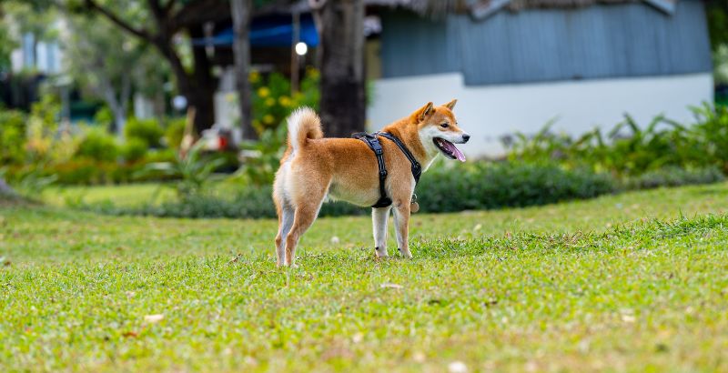 Quels sont les chiens prédisposés au syndrome de dilation-torsion ?