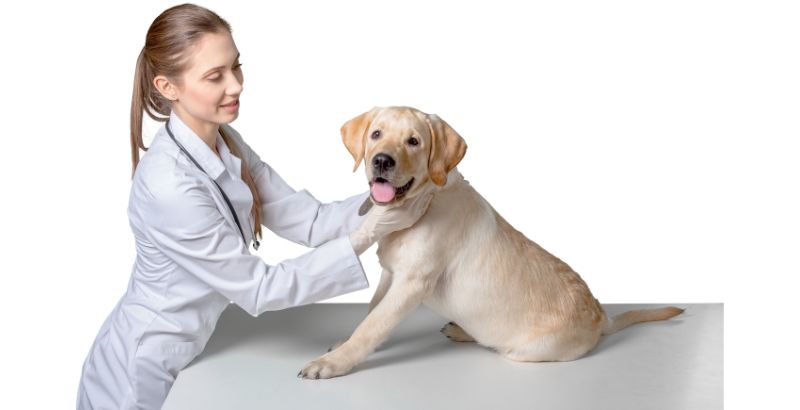 Comment savoir si votre chien souffre d’un SDTE ?
