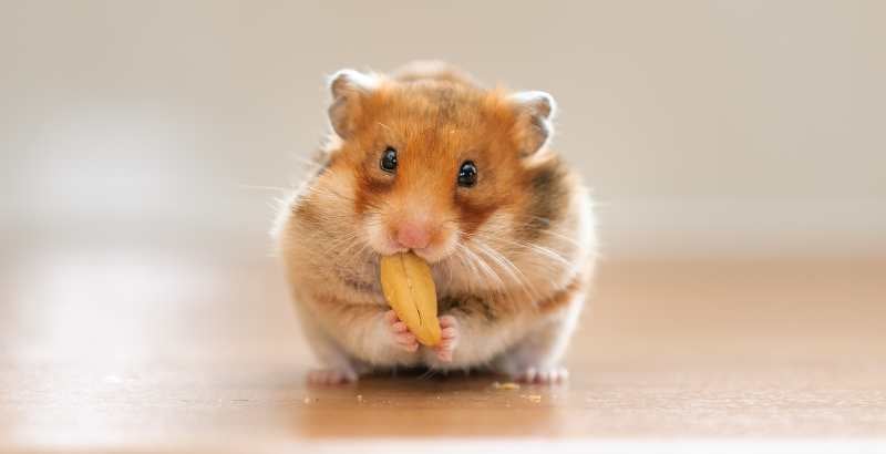 Comment faire pour que mon hamster arr&ecirc;te de me mordre ?