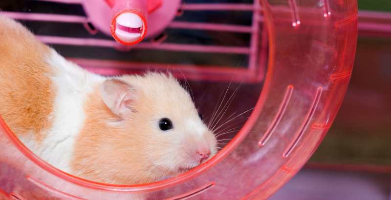 Est-ce qu&rsquo;une morsure de hamster est dangereux ?