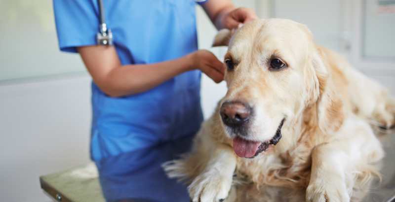 Que sont les convulsions chez le chien ?&nbsp;
