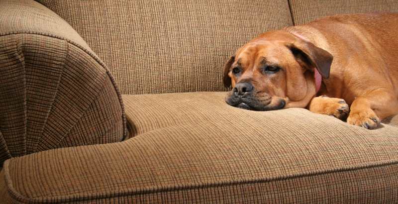 Quelles sont les affections qui causent des convulsions chez le chien ?