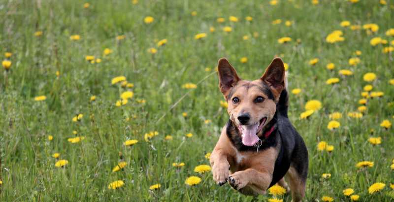 Comment soigner les convulsions de votre chien&nbsp;?