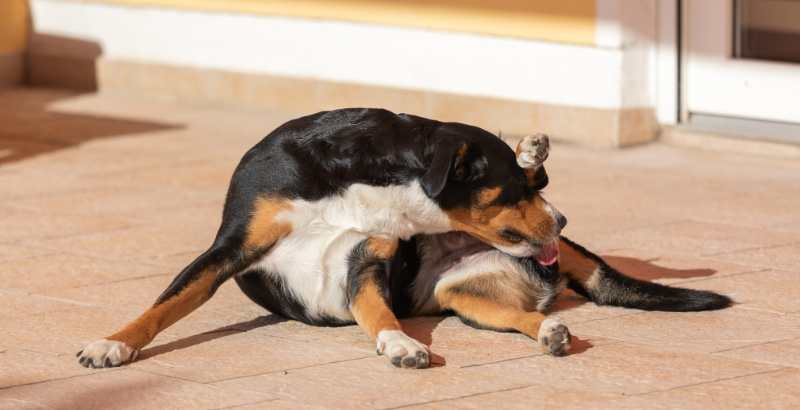 Que faire si votre chien a une crise de convulsions ?