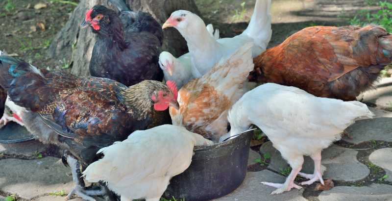 Les cailloux ne créent-ils pas de problèmes de santé pour les poules ?