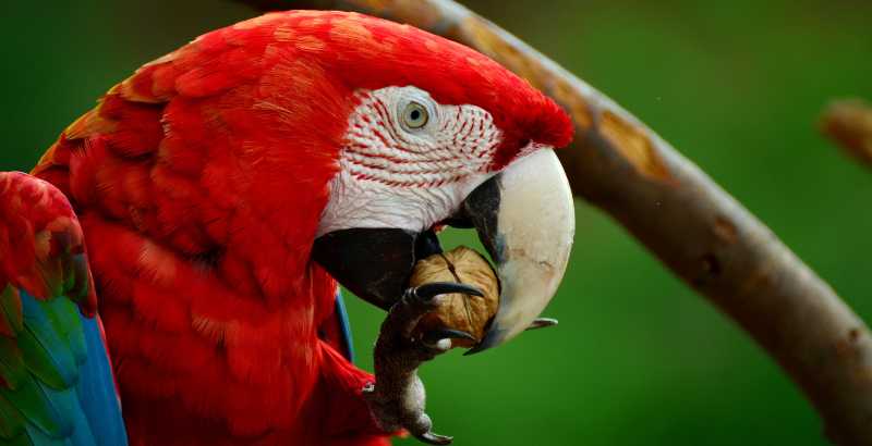Quelles sont les principales maladies du perroquet ?