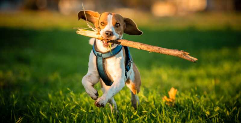 Caratteristiche e abilità del Beagle