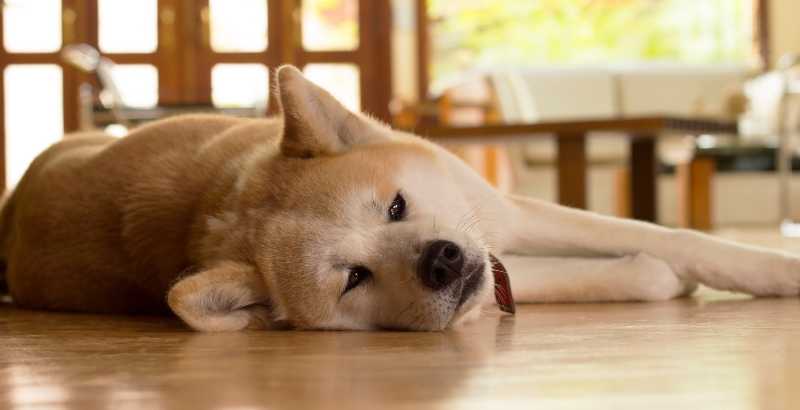 Comment faire le diagnostic de la leptospirose chez le chien ?