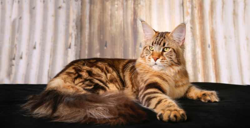 Peut-on guérir votre chat de la péritonite infectieuse féline ?