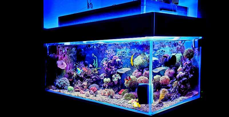 Quels sont les risques d’une surpopulation dans un aquarium ?