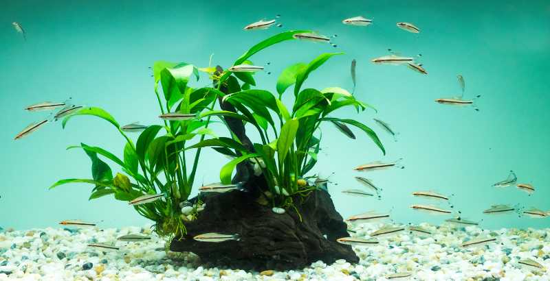 Comment faire pour diminuer la surpopulation de l’aquarium ?