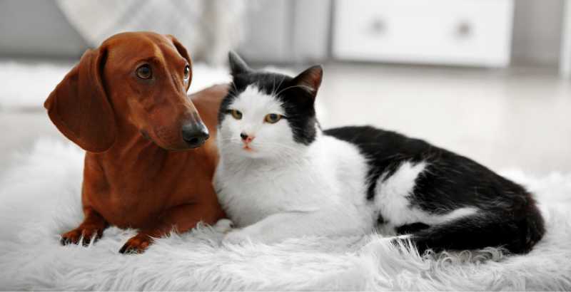 Quel est l’impact du phosphore en cas d’insuffisance rénale chez votre chien et votre chat ?