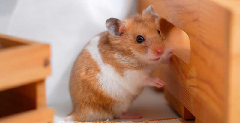 Les différentes vocalises du hamster 