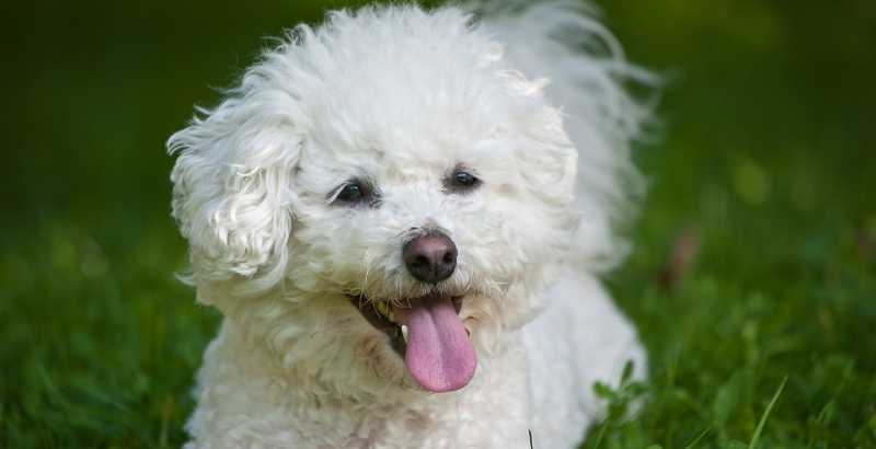Bichon