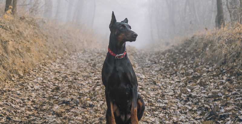 Dobermann