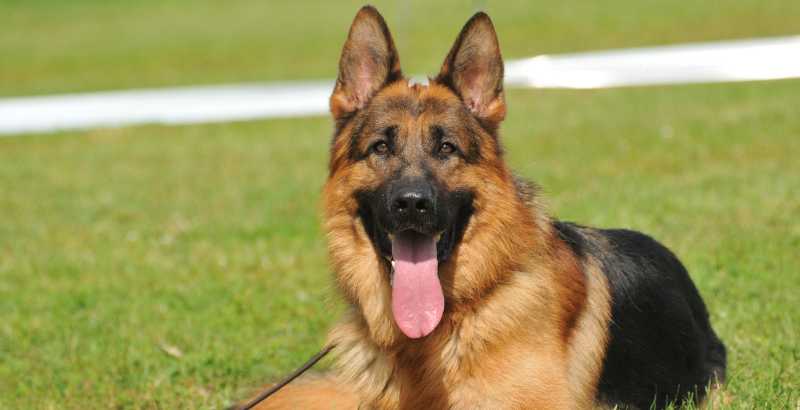 Berger Allemand