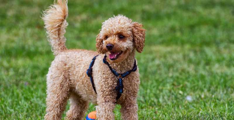 Caniche