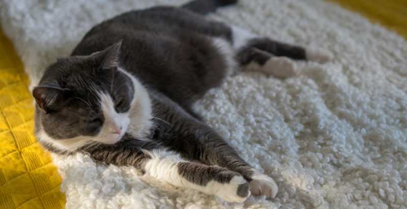 Quelles sont les causes d’une paralysie chez le chat&nbsp;?