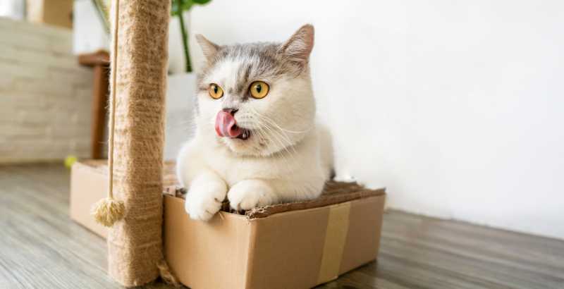 Comment porter un chat paralysé&nbsp;?