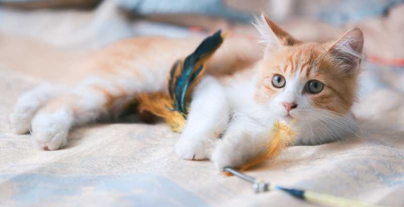 Quel sont les traitements possibles pour soigner un chat paralysé&nbsp;?