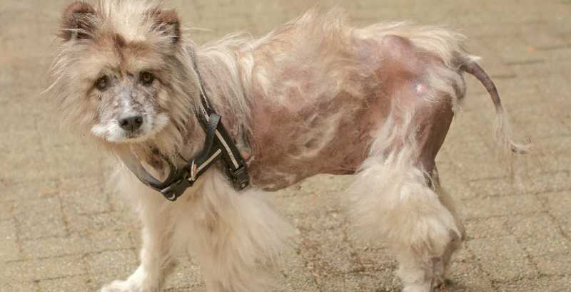 Quelles sont les causes d’une alopécie chez le chien ?