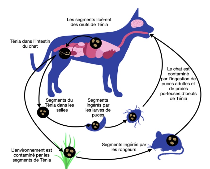 Schéma du cycle du Ténia du chat