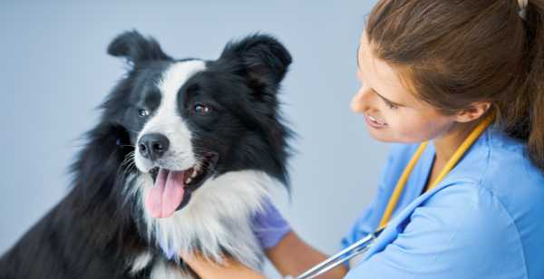 Les raisons médicales de la non-stérilisation chez la chienne