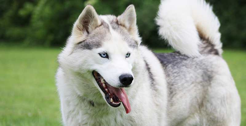 Comment Rima est-elle pass&eacute;e de son ancienne alimentation aux croquettes Dogteur Premium Low Grain pour chien actif ?