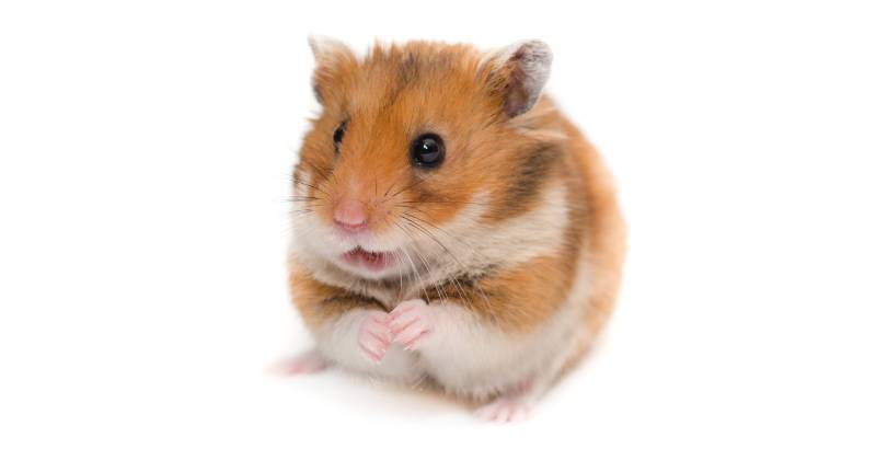 Quelle est l'espérance de vie du hamster doré ?