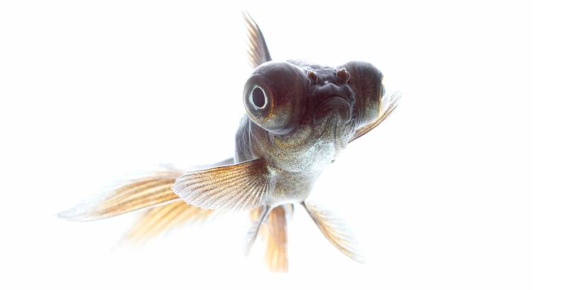 Le poisson japonais : télescope