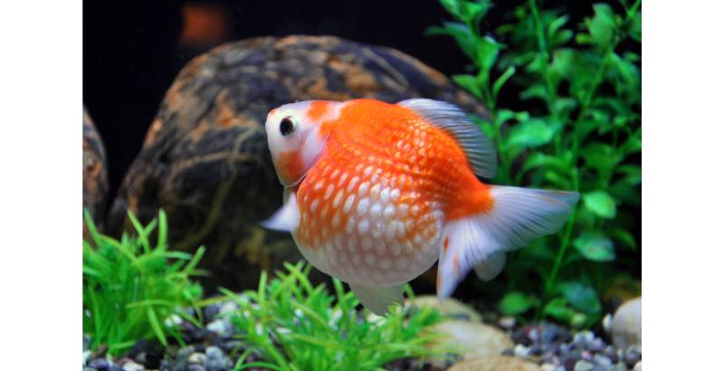 le poisson japonais pearlscale 