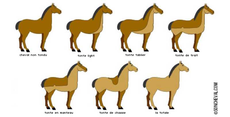 Quelles sont les différentes tontes pour un cheval ?