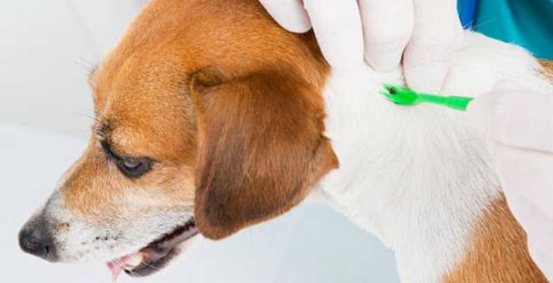 Que faire si vous trouvez quand même une tique dans le pelage de votre chien ?