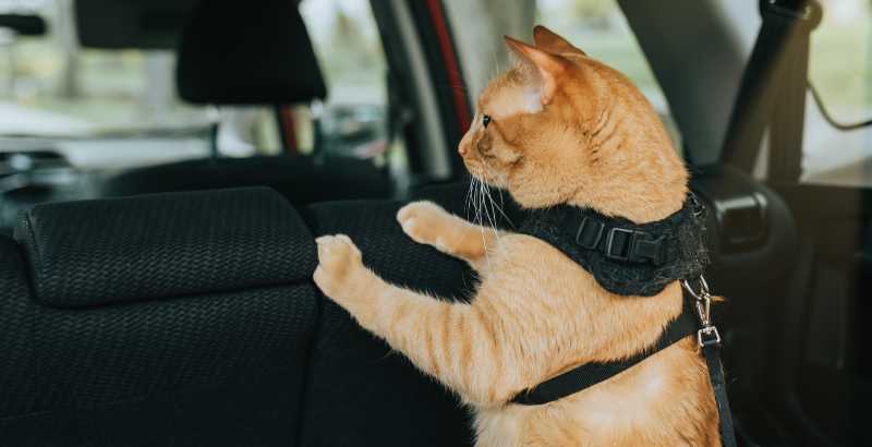 Comment faire disparaître le mal des transports de son chat ?