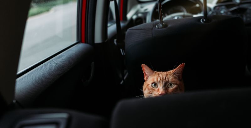 Les causes du stress en voiture chez le chat