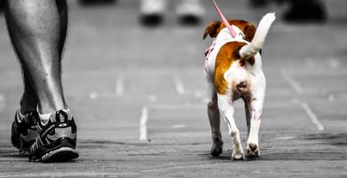 Dysplasie de la hanche chez le chien : symptômes et traitements