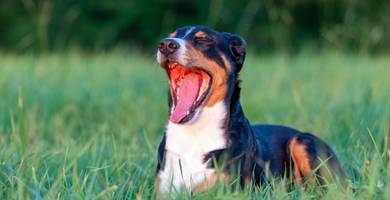 Comment agir contre la mauvaise haleine chez le chien ?