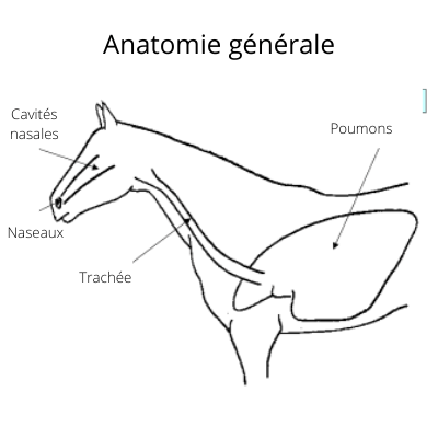 Anatomie du cheval