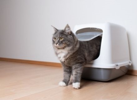 photo chat avec bac à litière