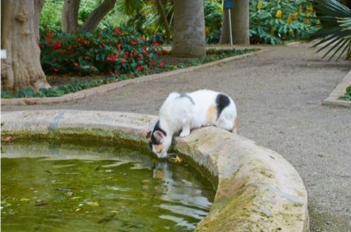 Chat qui boit dans une fontaine
