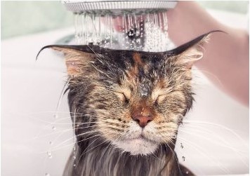 chat qui prend une douche